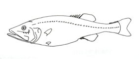 Hispidoberyx ambagiosus žvejyba