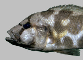 Nimbochromis livingstonii žvejyba