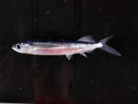 Oxyporhamphus micropterus micropterus žvejyba