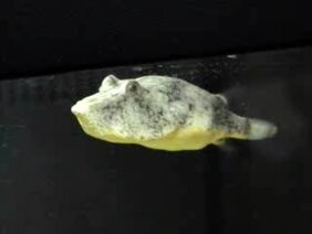 Tetraodon miurus žvejyba