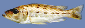 Hemitaeniochromis urotaenia žvejyba