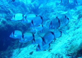 Diplodus vulgaris žvejyba