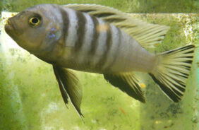 Cynotilapia axelrodi žvejyba