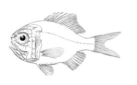 Hoplostethus latus žvejyba