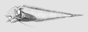 Tauredophidium hextii žvejyba