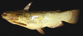 Trachelyopterus lucenai žvejyba