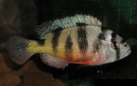 Haplochromis latifasciatus žvejyba