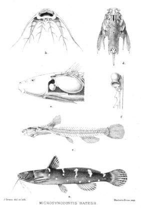 Microsynodontis batesii žvejyba