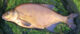 Karšis