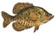 Black Crappie