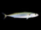 Skumbrė