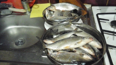 Žiobris