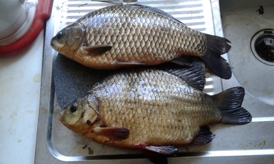 Auksinis karosas