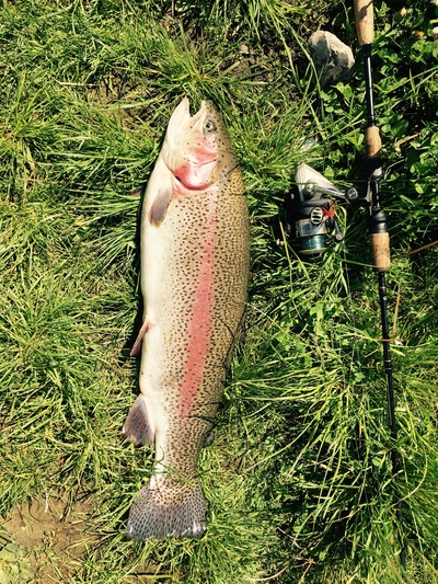 Vaivorykštinis upėtakis