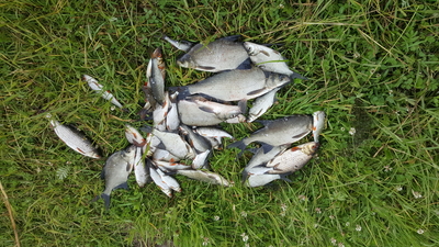 Karšis