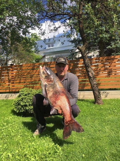 Margasis plačiakaktis