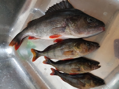 Dryžuotasis ešerys