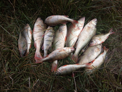 Dryžuotasis ešerys