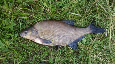 Karšis
