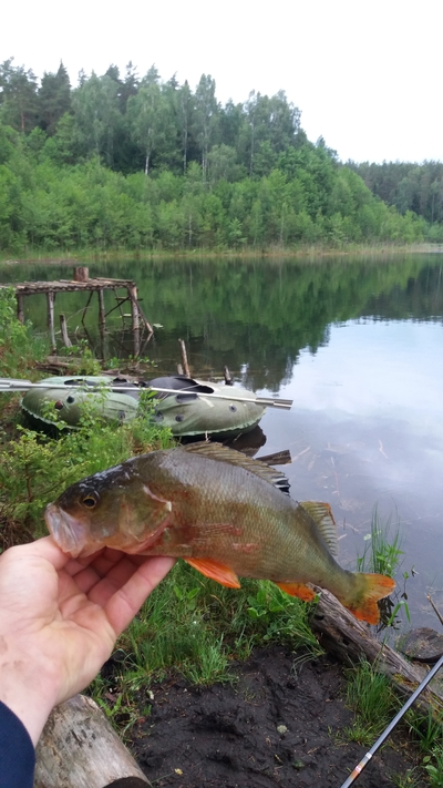 Dryžuotasis ešerys