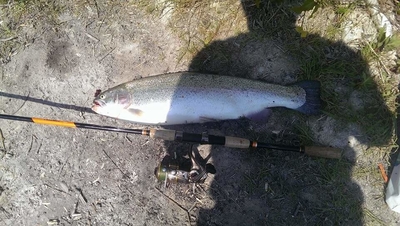 Vaivorykštinis upėtakis