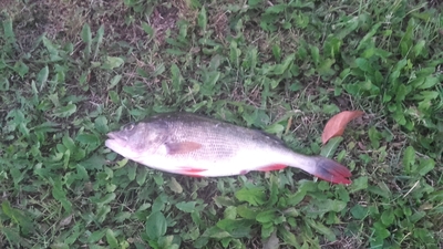 Dryžuotasis ešerys