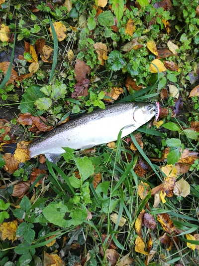 Vaivorykštinis upėtakis