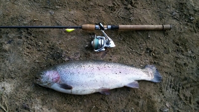 Vaivorykštinis upėtakis