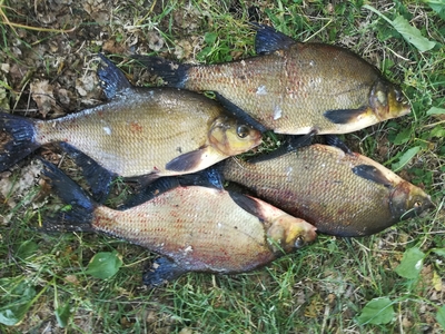 Karšis
