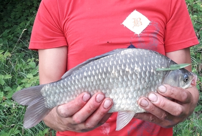 Sidabrinis karosas