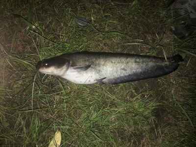 Paprastasis gerklažiotis šamukas