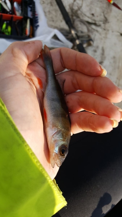 Dryžuotasis ešerys