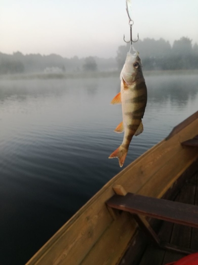 Dryžuotasis ešerys