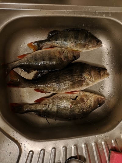 Dryžuotasis ešerys