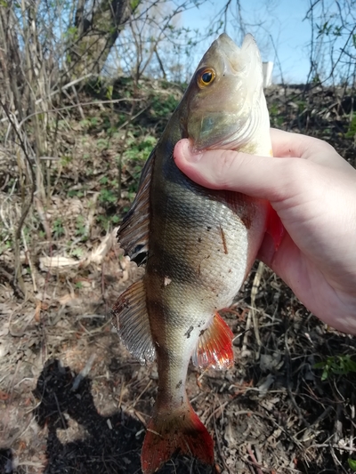 Dryžuotasis ešerys