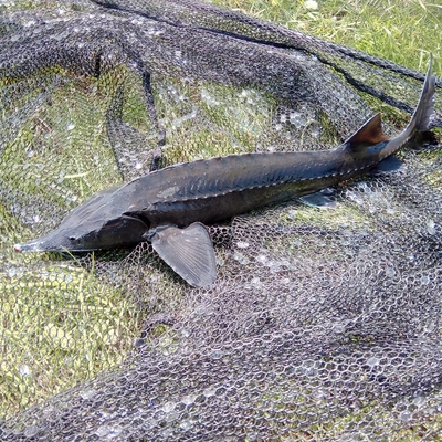 Rusiškasis eršketas