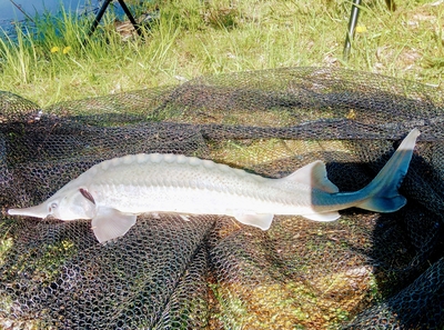 Žvaigždėtasis eršketas