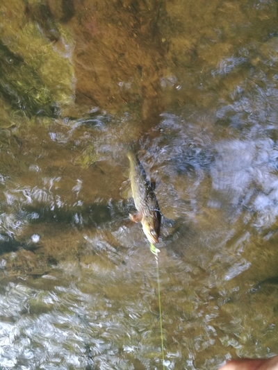 Vaivorykštinis upėtakis