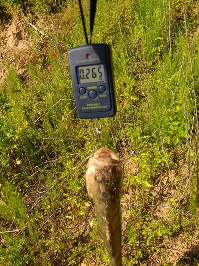 Dryžuotasis ešerys