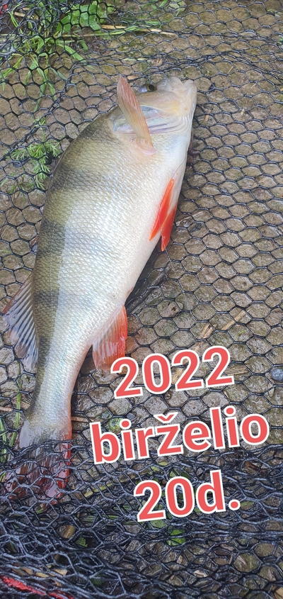 Dryžuotasis ešerys