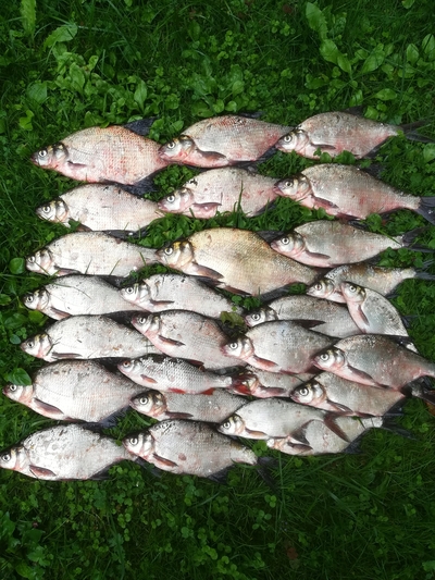 Karšis