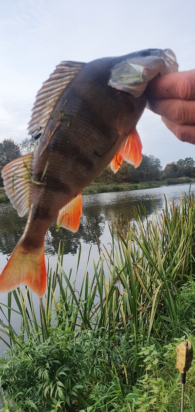 Dryžuotasis ešerys