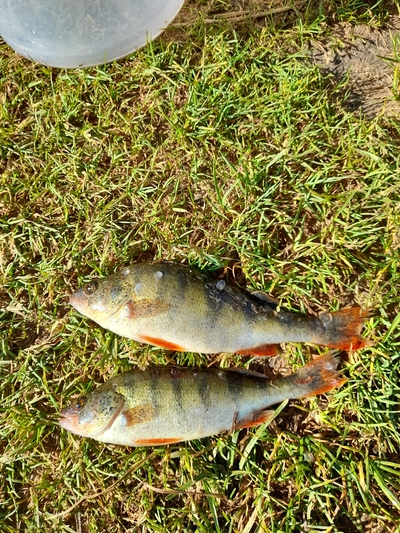 Dryžuotasis ešerys