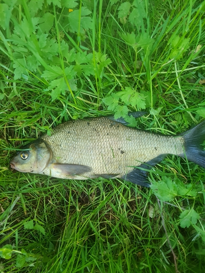 Karšis