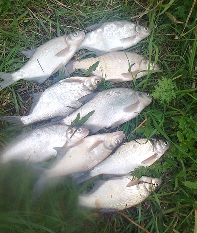 Karšis