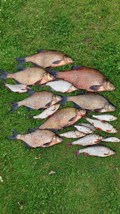 Karšis
