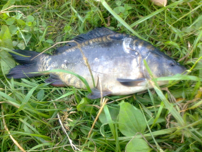 Paprastasis karpis