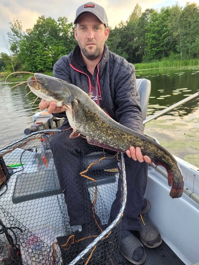 Paprastasis gerklažiotis šamukas