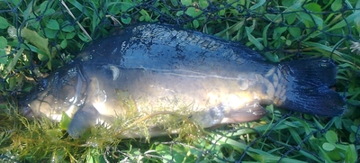 Paprastasis karpis