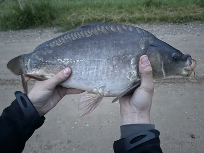 Paprastasis karpis